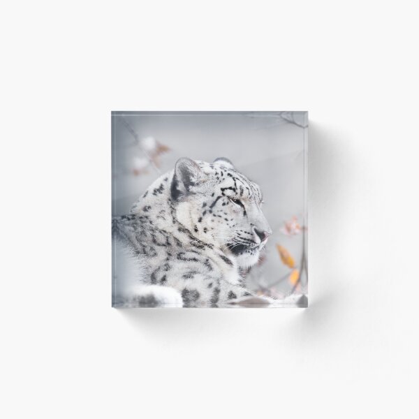 Snow Leopard Acrylic Block