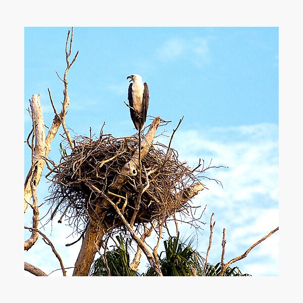 Item preview, Sea Eagle on Nest designed and sold by bettyb.