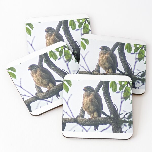 Item preview, Hla young hawk designed and sold by pcfyi.