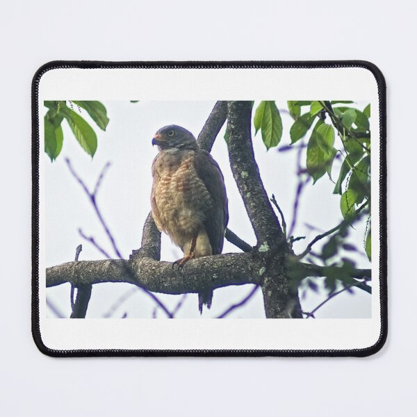 Item preview, Hla young hawk designed and sold by pcfyi.