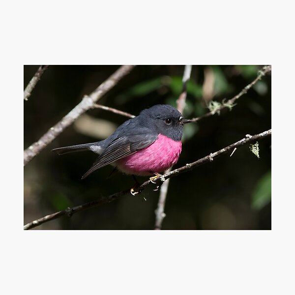 ~ Mr Liffey ~ Photographic Print