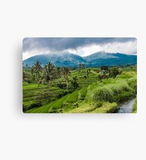 Bali Rice fields, Indonesia Canvas Print