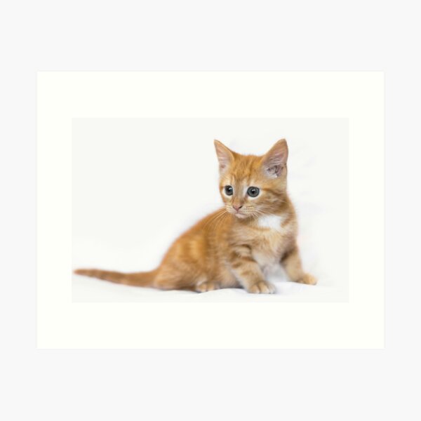 Item preview, Ginger Kitten designed and sold by diamonddove.