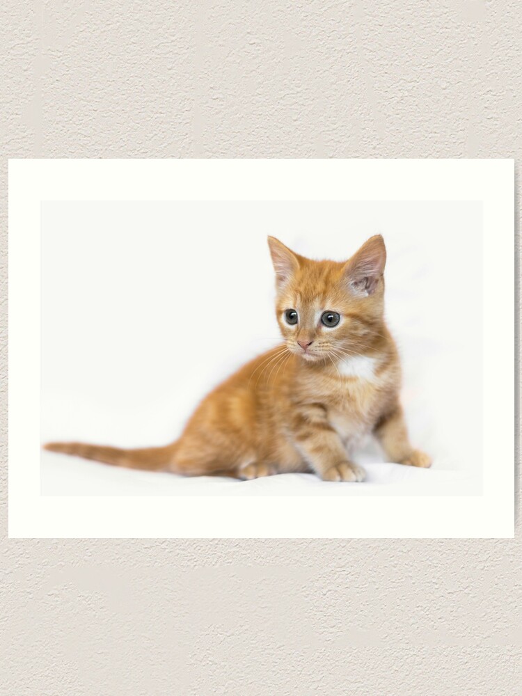 buy ginger kitten