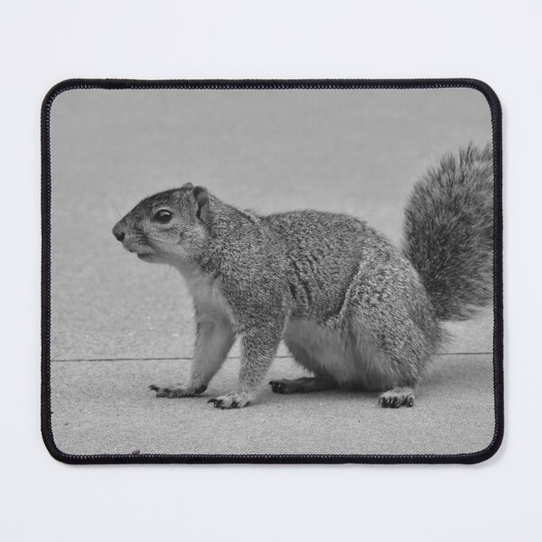 Item preview, A squirrel looking for food. designed and sold by FoxGlove5.