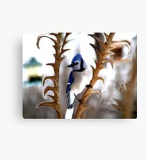 Special Effects of the Blue Jay. Canvas Print