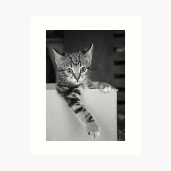 Item preview, Kitten in a box designed and sold by diamonddove.
