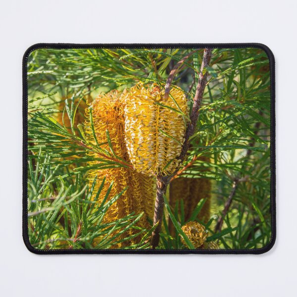 Item preview, Beautiful yellow banksia flowers in garden designed and sold by Images by Chris de Blank.