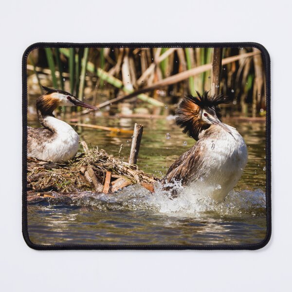 Item preview, Nesting Great Crested Grebes designed and sold by Images by Chris de Blank.