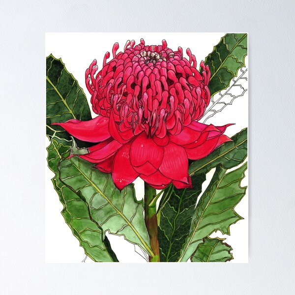 Artikelvorschau, Australische Waratah-Blume rot entworfen und verkauft von blueidesign.