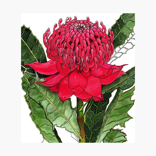Item preview, Flor Waratah australiana roja designed and sold by blueidesign.