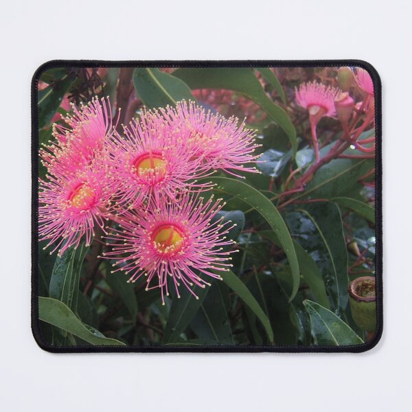 Item preview, Corymbia ficifolia designed and sold by Michael Matthews.