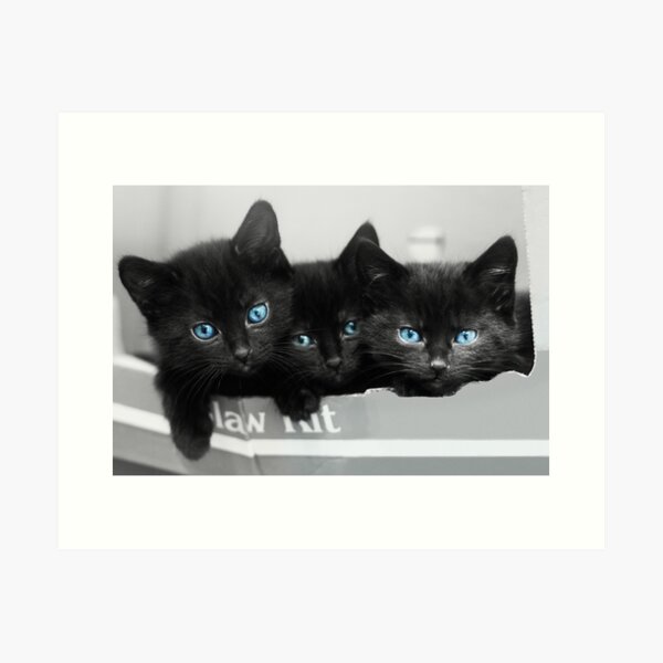 Item preview, Blue Eyed Kittens designed and sold by diamonddove.