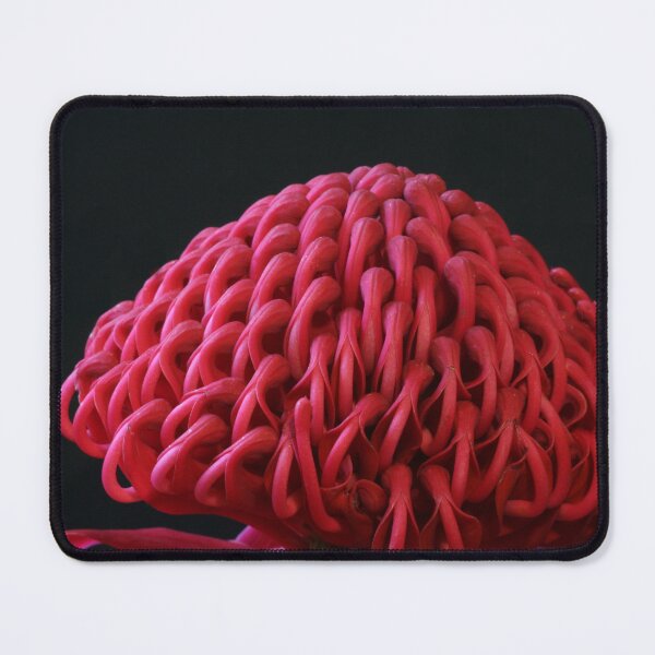 Item preview, Waratah designed and sold by Michael Matthews.