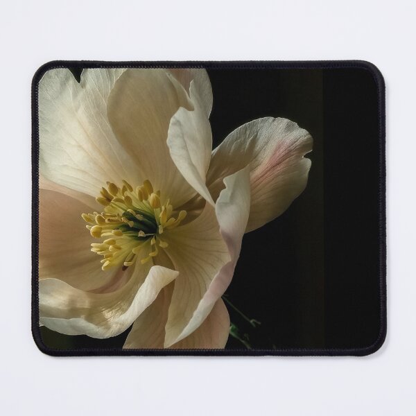 Item preview, Elegant Floral Photography of Soft Pink & White Bloom designed and sold by regnumsaturni.