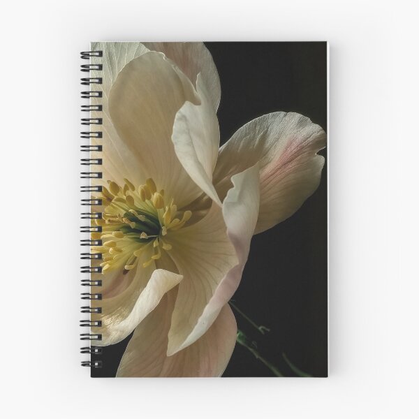 Item preview, Elegant Floral Photography of Soft Pink & White Bloom designed and sold by regnumsaturni.