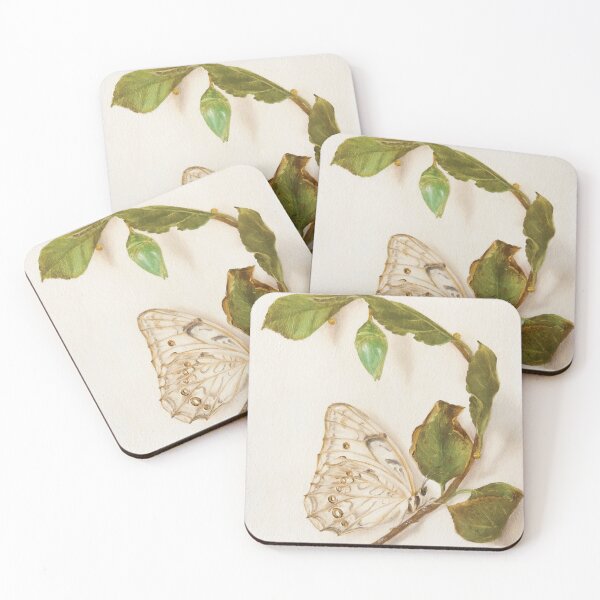 Item preview, Polyphemus White Morpho butterfly and pupa designed and sold by LigneaLuna.