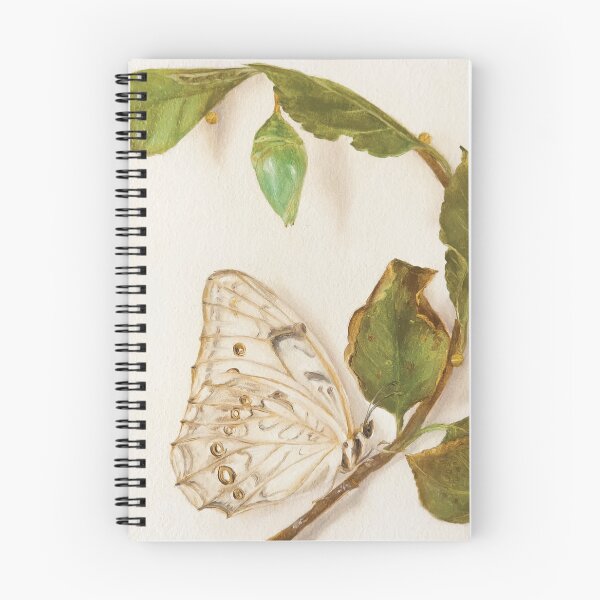 Item preview, Polyphemus White Morpho butterfly and pupa designed and sold by LigneaLuna.