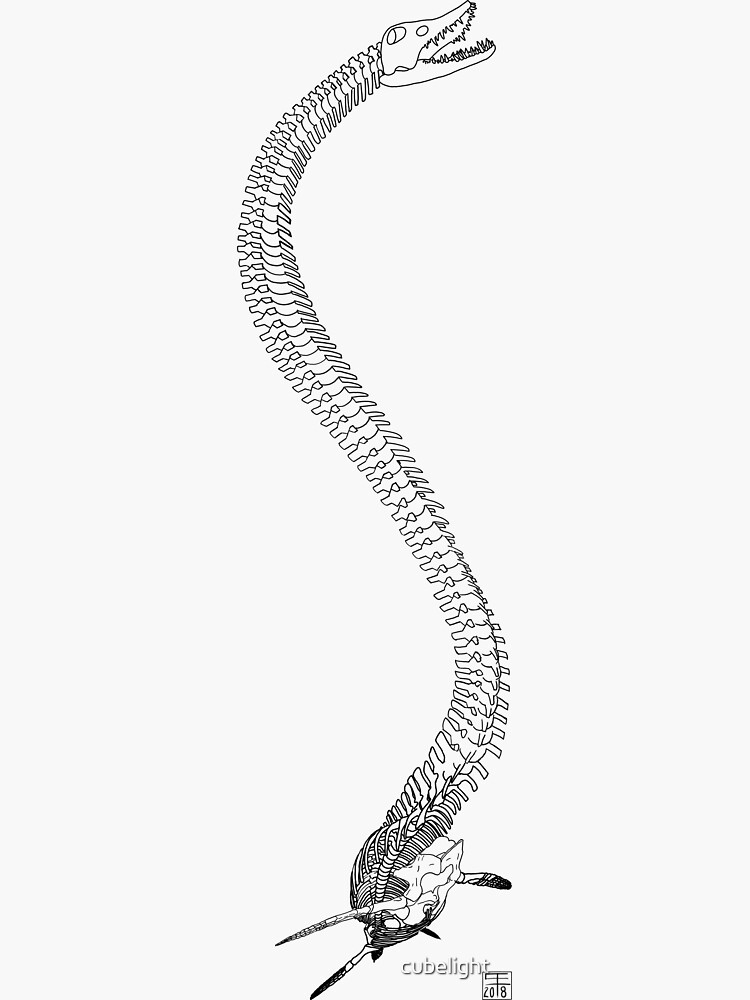 Elasmosaurus Skeleton by cubelight