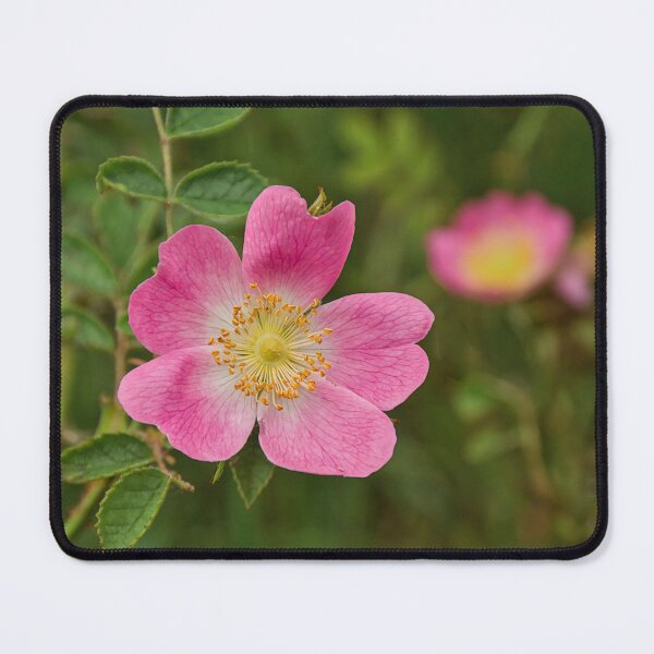 Item preview, closeup of a bright pink dog rose flower designed and sold by xophotography.