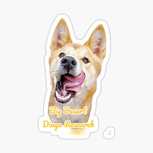 Razzi - Big Desert Dingo Research Sticker