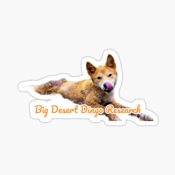 Cheeky Razzi - Big Desert Dingo Research  Sticker