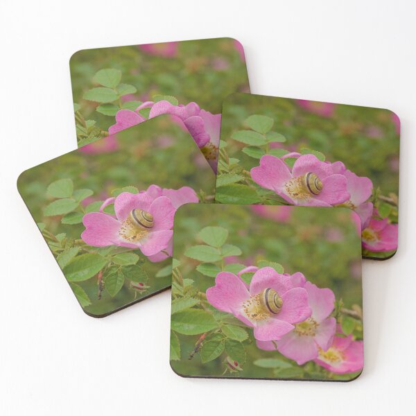Item preview, Snail on a dog rose (rosa canina) designed and sold by xophotography.
