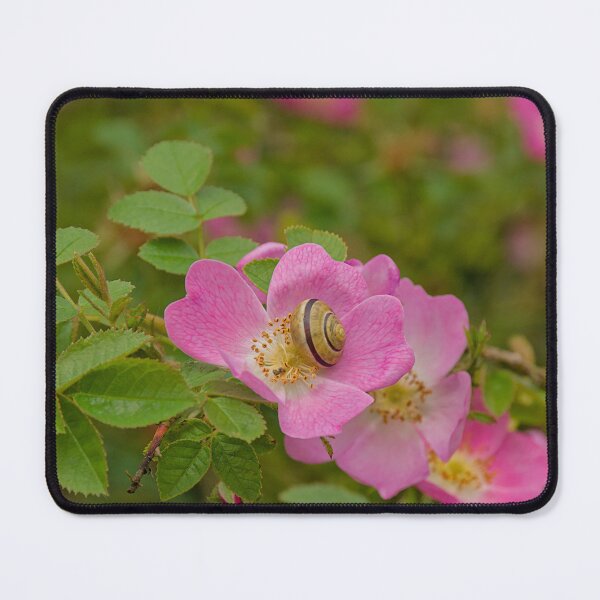 Item preview, Snail on a dog rose (rosa canina) designed and sold by xophotography.