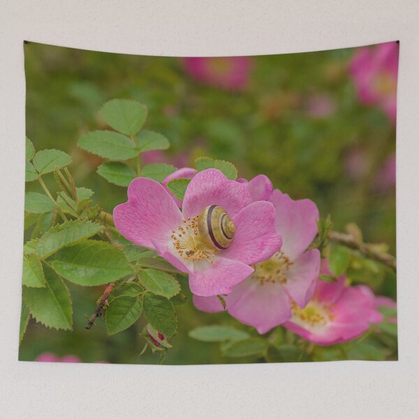 Item preview, Snail on a dog rose (rosa canina) designed and sold by xophotography.
