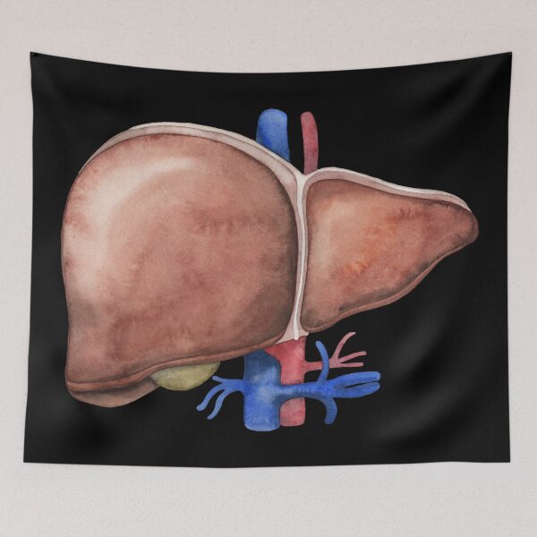 Item preview, Watercolor liver designed and sold by Ekaterina Glazkova.