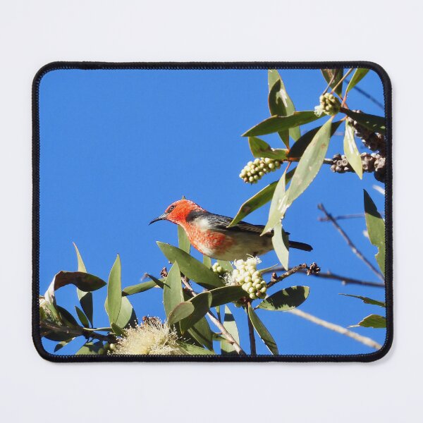 Item preview, Scarlet Honeyeater enjoying flowers at Arkarra Lagoons designed and sold by Mark Grimsley.