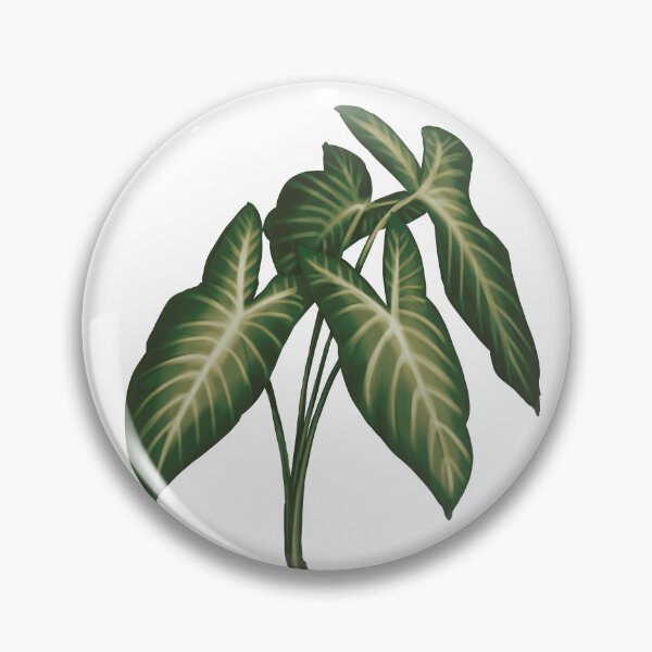 Item preview, Angel Wings (Caladium Lindenii) - Transparent Botanical Illustration designed and sold by VikCleoNaturin.