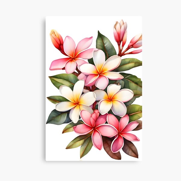 Artikel-Vorschau von Frangipani (Plumeria rubra), designt und verkauft von hometown86.