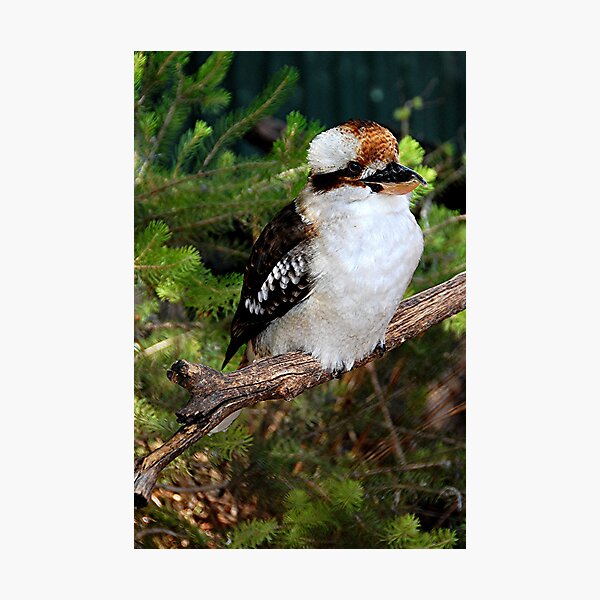Item preview, Laughing Kookaburra designed and sold by patapping.
