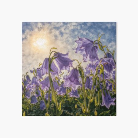Aperçu de l'œuvre  Belle campanule  créée et vendue par AntiqueWhiteArt.