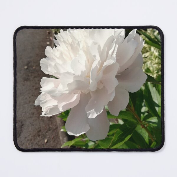 Item preview, Single pale pink peony rose photograph designed and sold by esvb.