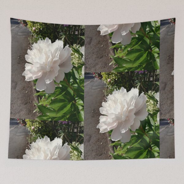 Item preview, Single pale pink peony rose photograph  designed and sold by esvb.