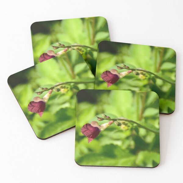Item preview, Wild Bush Bean On Lake Apopka Wildlife Drive designed and sold by MercerImages.