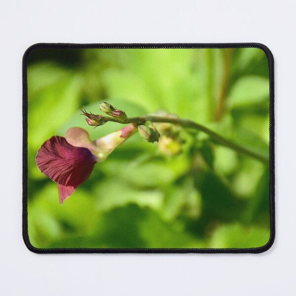 Item preview, Wild Bush Bean On Lake Apopka Wildlife Drive designed and sold by MercerImages.
