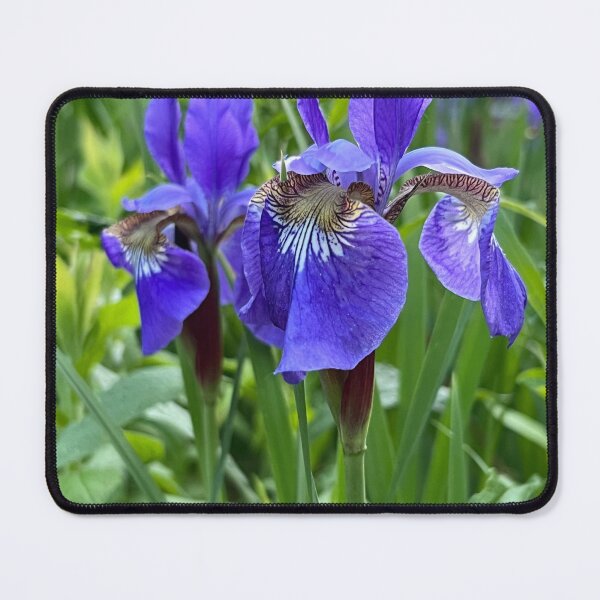 Item preview, Siberian Irises designed and sold by Stephanie Fay.