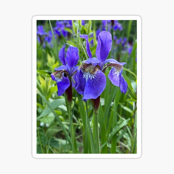 Item preview, Siberian Irises designed and sold by Stephanie Fay.