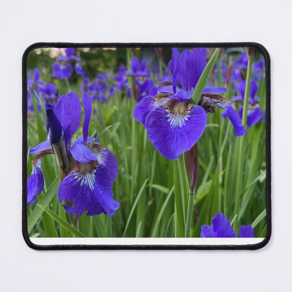 Item preview,  Siberian Irises 2 designed and sold by Stephanie Fay.