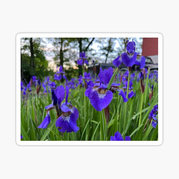 Item preview,  Siberian Irises 2 designed and sold by Stephanie Fay.