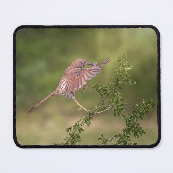 Item preview, Long Billed Thrasher Landing South Texas 2 designed and sold by PhotoArt by Joan Carroll.