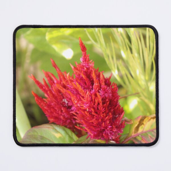 Item preview, Celosia designed and sold by matthewsimon1.