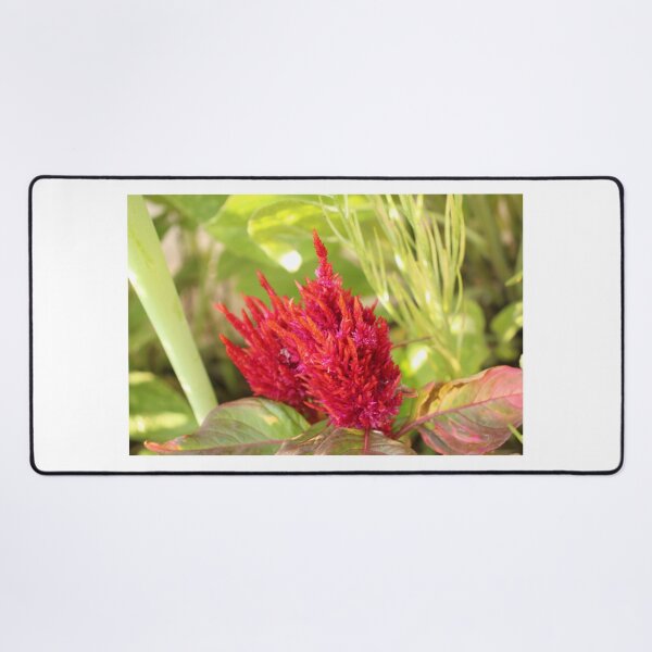 Item preview, Celosia designed and sold by matthewsimon1.