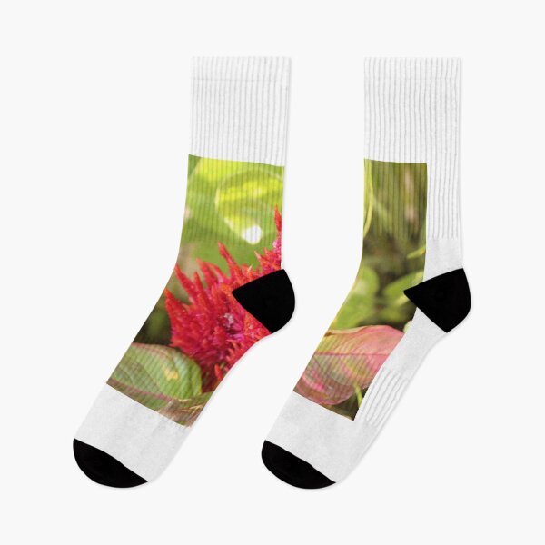 Item preview, Celosia designed and sold by matthewsimon1.