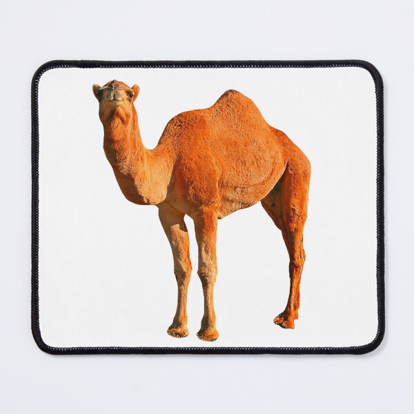 Item preview, Orange Fighting Camel designed and sold by morgankeiky.
