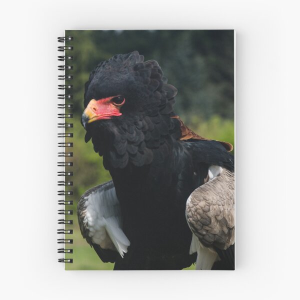Item preview, Bateleur Eagle designed and sold by clgcreativearts.
