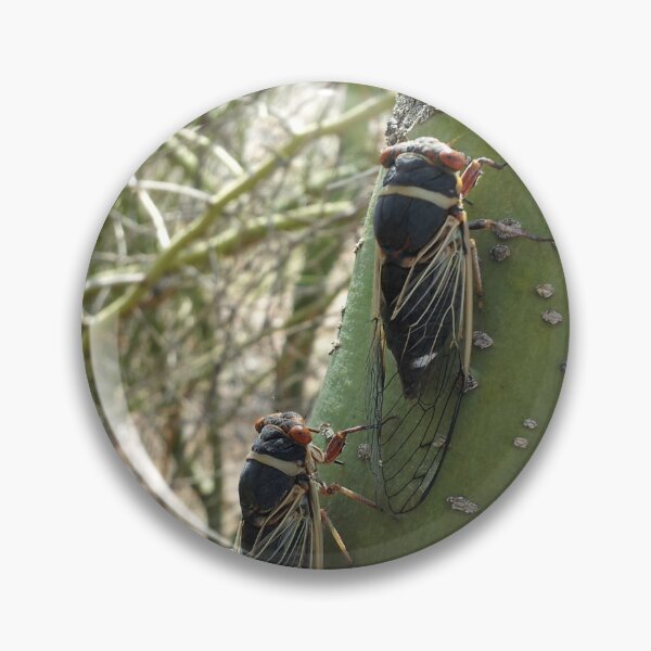 Item preview, Pair of cicadas on palo verde tree - Arizona designed and sold by Creative Endeavors ..